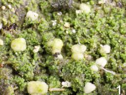 Image result for Micrococca