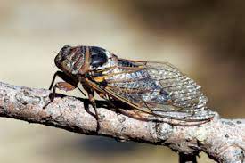 Ach komm, das ist doch so 19. Krach Auf Kreta Verflixte Faszinierende Zikaden Radio Kreta