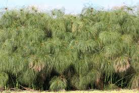 Image result for Cyperus papyrus