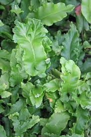 Image result for Asplenium elliottii