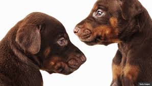 Search for cars, personals & more! Puppies Dogs For Sale Online By Fake Breeders Scam Alert Aarp Bulletin