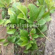 Image result for Cyphostemma