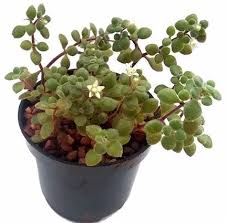 Image result for Crassula expansa