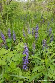 Image result for Laurembergia repens