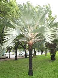 Image result for Latania loddigesii