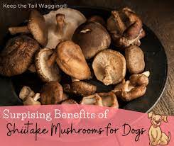 Surprising Benefits Of Shiitake Mushrooms For Dogs Keep The Tail Wagging