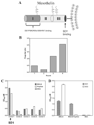 Maybe you would like to learn more about one of these? A Human Single Domain Antibody Elicits Potent Antitumor Activity By Targeting An Epitope In Mesothelin Close To The Cancer Cell Surface Abstract Europe Pmc