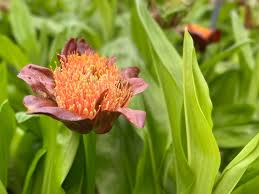 Image result for Scadoxus