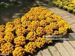 Image result for Helichrysum aureum