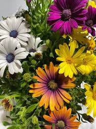 Image result for Osteospermum muricatum