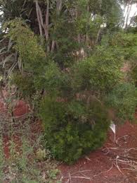 Image result for Eugenia natalitia