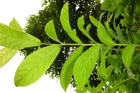 Image result for Combretum constrictum