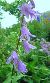 Campanula Rapunculoides Winter Container Gardening Container Garden Design Container Gardening