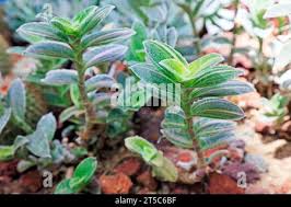 Image result for Mayacaceae