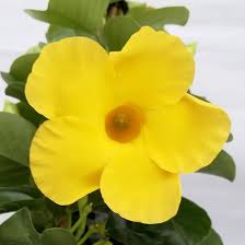 Image result for dipladenie žlutá obrázek