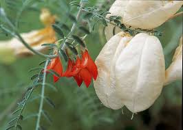 Image result for Lessertia pauciflora