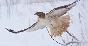 Northern Harrier Michigan Birds Of Prey Red Tailed Hawk In Snow Photo By Jim Ridley Photography Brighton Michigan Raptors Bird Red Tailed Hawk Birds Of Paradise