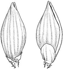 Image result for Urochloa panicoides