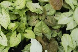 This plant likes to be on the moist side, but not wet or soggy. Syngonium Tonkadale