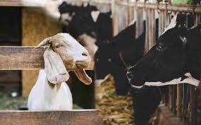 Maybe you would like to learn more about one of these? Pengertian Hukum Hikmah Dan Ketentuan Ibadah Kurban Qurban