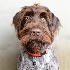 He's loving and loyal, and he's a great hunting dog. Wirehaired Pointers A Gentleman S Companion
