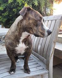 Dazu wird dem tier blut genommen. Fakten Zum Dackel Pitbull Mix Hunde Zentrale