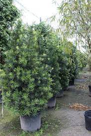 Podocarpus 'maki is a particular compact cultivar of podocarpus that was developed or selected by monrovia nurseries and that. Podocarpus Macrophyllus Maki Neighborhood Nursery Plants Backyard Plants Landscaping Plants