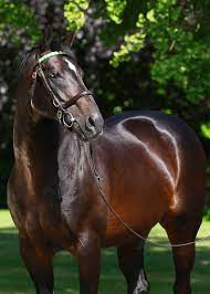 Gorgeous Thoroughbred Horses Beautiful Horses Most Beautiful Horses