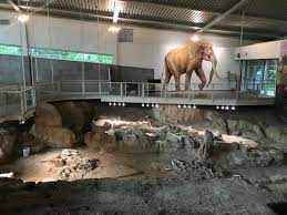 Usually when you wear tight clothes. Waco Mammoth National Monument Viewing Mammoth Bones In Situ