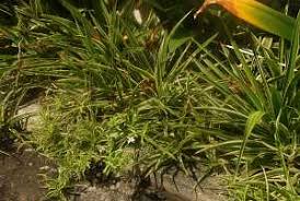 Image result for Fimbristylis madagascariensis