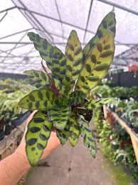 Image result for calathea