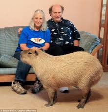 It S No Different To Having A Dog Or Cat The Texas Couple Who Share Their Home With An Eight Stone Capybara Named Gary And Even Let Him Sleep In Their Bed Capybara