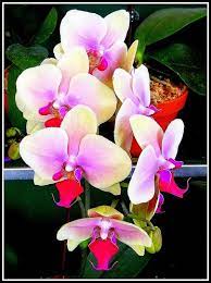 Natural Wonder Beautiful Orchids Amazing Flowers Pretty Flowers