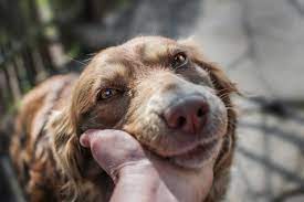 Then wrap your dog's foot using roll gauze, vetrap, or an elastic bandage. How To Clean A Dog Wound Great Pet Care