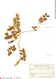 Image result for Abrus melanospermus