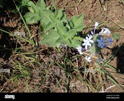 Image result for Pentanisia