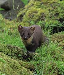 Image result for marten poop