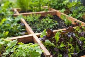Coba saja terapkan kebun sayur gantung yang bisa menghemat ruang gerakmu. Ide Kreatif Membuat Kebun Sayur Mini Di Kebun Belakang Rumah Propertinews Id No 1 Portal Properti In Indonesia