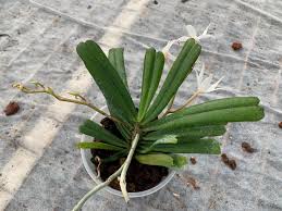 Image result for Aerangis kirkii