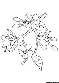 Cherry Blossom Coloring Page In 2020 Cherry Blossom Drawing Flower Coloring Pages Cherry Blossom Flowers