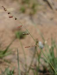 Image result for Urochloa serrata