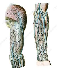 It connects the basilic and cephalic vein and is often used for venipuncture (taking blood). Median Cubital Vein Keyword Search Science Photo Library