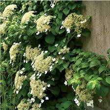 The climbing hydrangea (hydrangea anomala ssp. Climbing Hydrangea 1 Gallon Potted Growers Solution