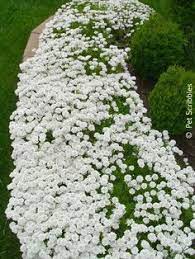 Leucanthemum white mountain perennial plant. Candytuft A Garden Must Have Hardy Perennial For Zones 3 9 Live Creatively Inspired Evergreen Plants Ground Cover Plants Perennial Ground Cover