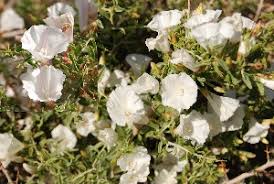 Image result for Convolvulus aschersonii