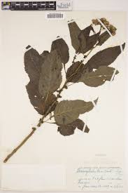 Image result for Craterispermum schweinfurthii