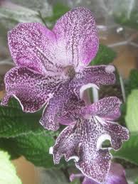 Image result for Streptocarpus kamerunensis