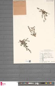 Image result for Helichrysum sulfureofuscum