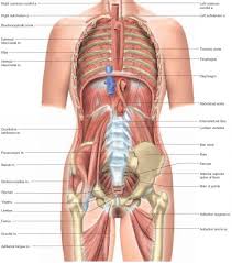 Body part names leg parts head parts face parts names arm body parts parts of full hand. Human Anatomy Diagram Female Back