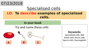 Check spelling or type a new query. B1 4 Specialised Cells In Animals And Plants Teaching Resources